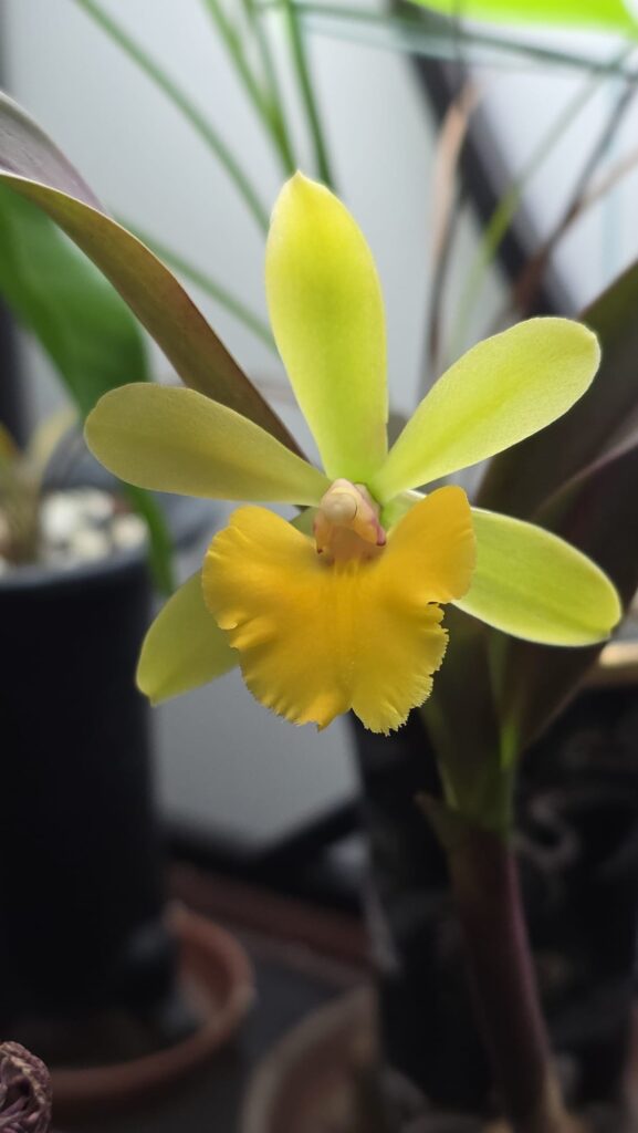 Sergioara Yokosuka Story